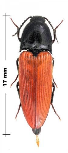 Réf. 116 547 : Ampedus sanguineus