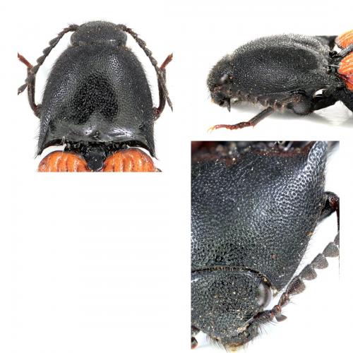 Réf. 116 548 : Ampedus sanguineus