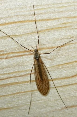 Trichocera sp.