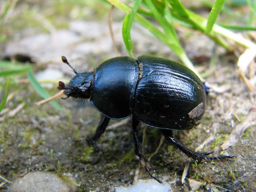 Anoplotrupes stercorosus