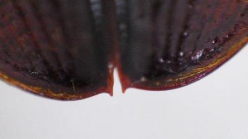 Hydrophilus piceus