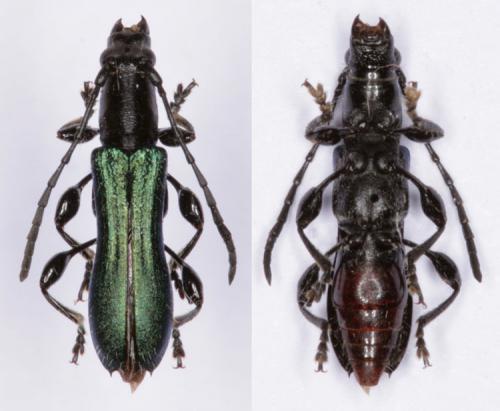Réf. 116 621 : Apiogaster rufiventris