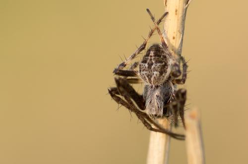 Agalenatea redii