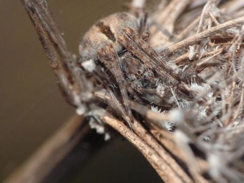 Réf. 116 489 : Agalenatea redii