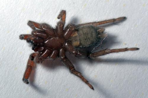Réf. 116 228 : Scotophaeus sp.