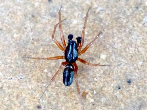 Neriene clathrata