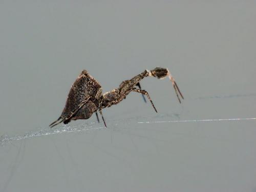 Réf. 116 098 : Uloborus plumipes