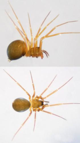 Diplostyla concolor
