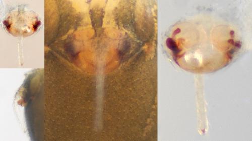 Réf. 116 357 : Diplostyla concolor