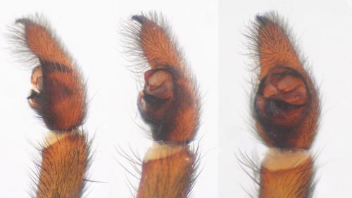 Trochosa hispanica