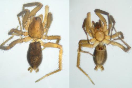 Nomisia celerrima