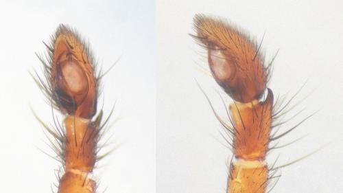 Gnaphosa dolosa
