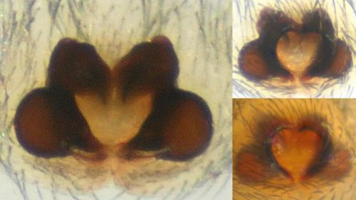 Nomisia celerrima