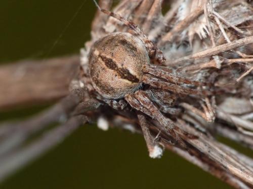 Réf. 116 488 : Agalenatea redii