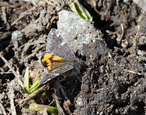 Boudinotiana notha