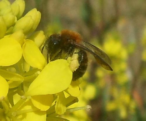Andrena bicolor