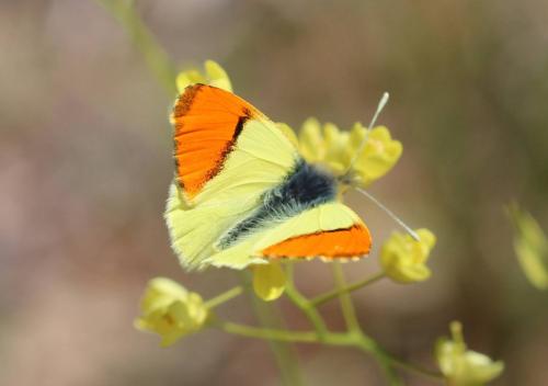 Réf. 116 882 : Anthocharis euphenoides