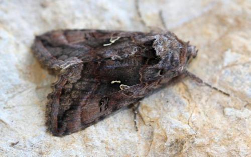 Autographa gamma