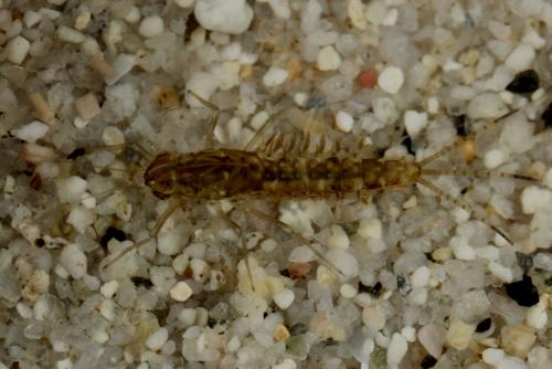 Cloeon dipterum