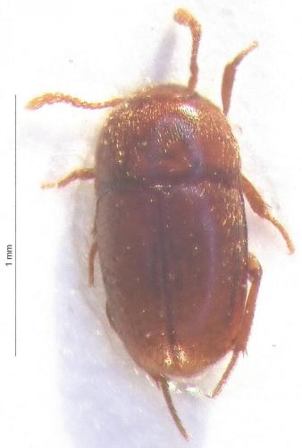 Bathysciola sp.
