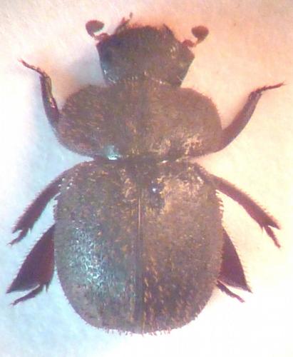 Chaetophilharmostes chevalieri