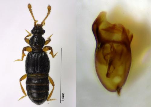 Bibloporus bicolor bicolor