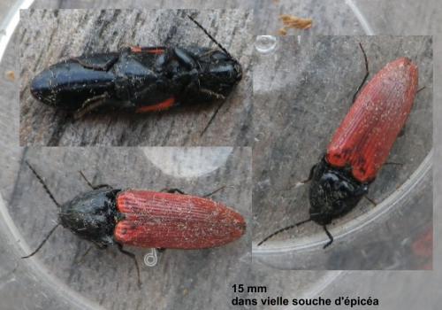 Réf. 116 954 : Ampedus sanguineus