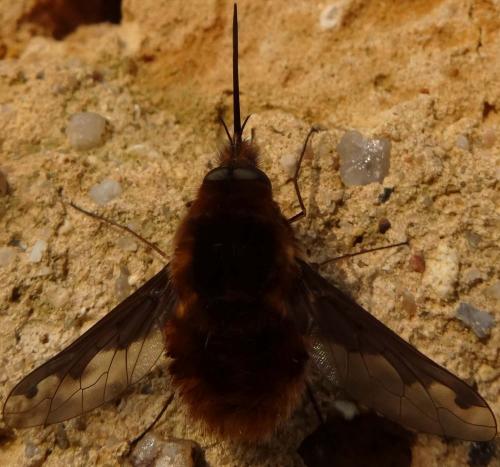 Bombylius major