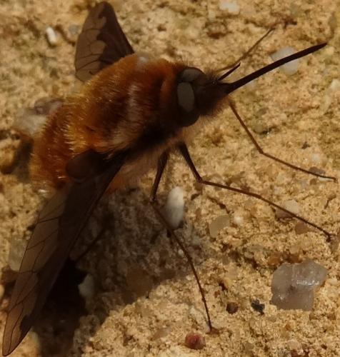 Bombylius major