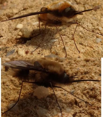 Bombylius major