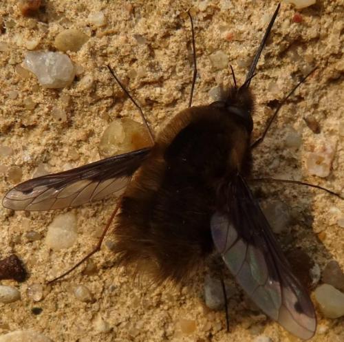Bombylius major