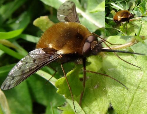 Bombylius discolor