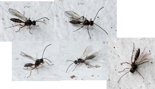 Réf. 116 627 : Aphidius sp.
