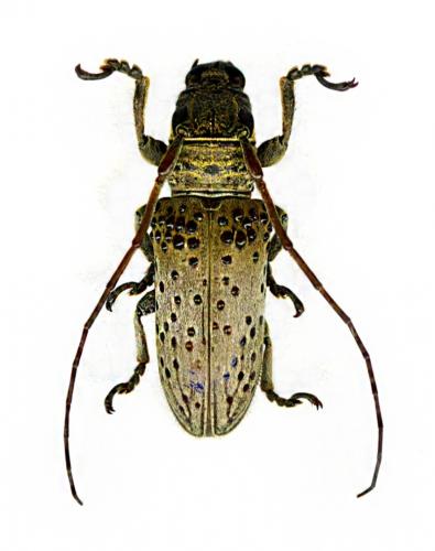Réf. 116 205 : Oncideres fulvoguttata