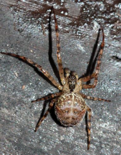 Réf. 116 896 : Metellina merianae