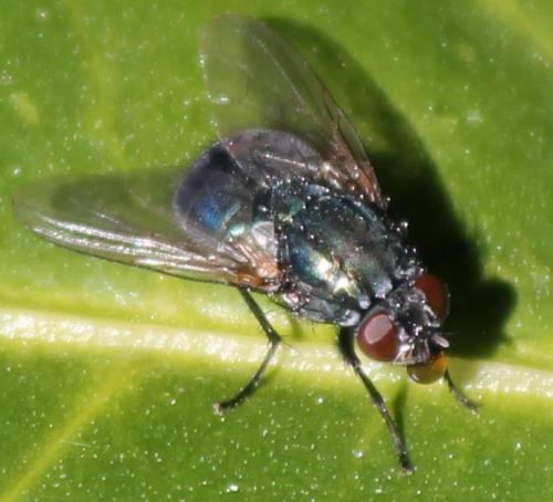 Réf. 116 218 : Eudasyphora sp.