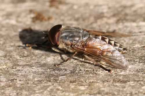 Réf. 116 525 : Tabanus autumnalis