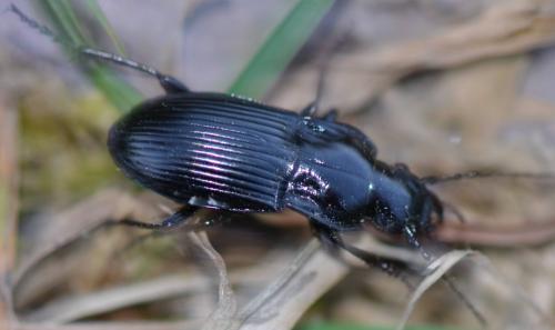 Abax sp.