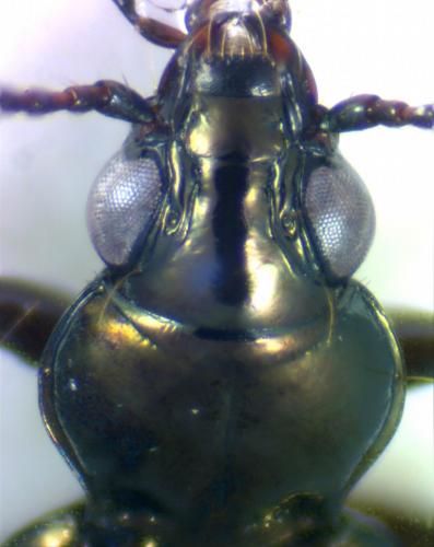 Bembidion properans