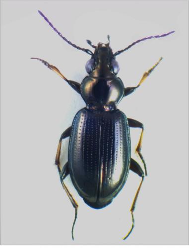 Bembidion properans