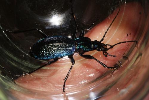 Réf. 116 277 : Carabus intricatus
