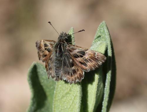 Carcharodus alceae