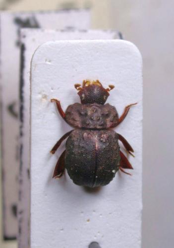 Carinophilharmostes vadoni