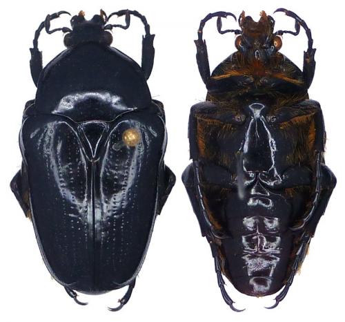 Moriaphila viossati
