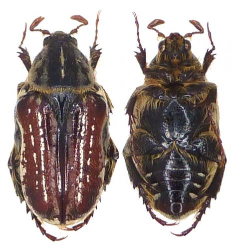 Enoplotarsus deserticola
