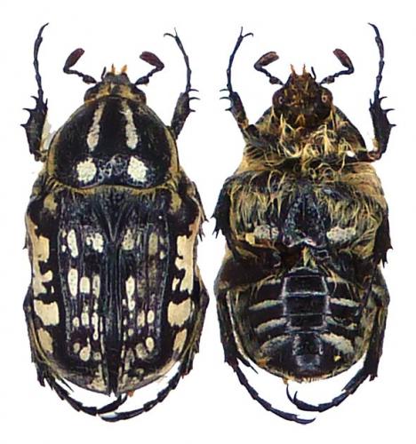 Thyreogonia costata