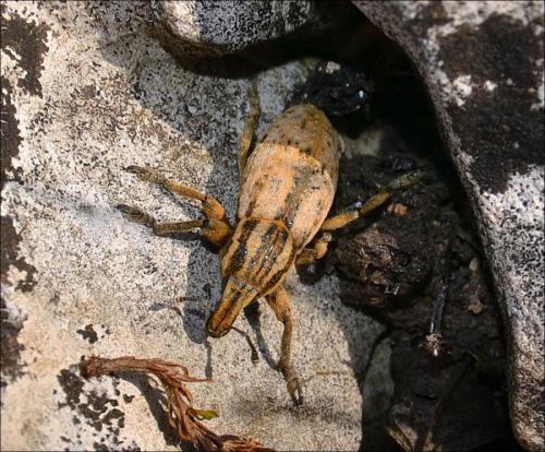 Pseudocleonus cinereus
