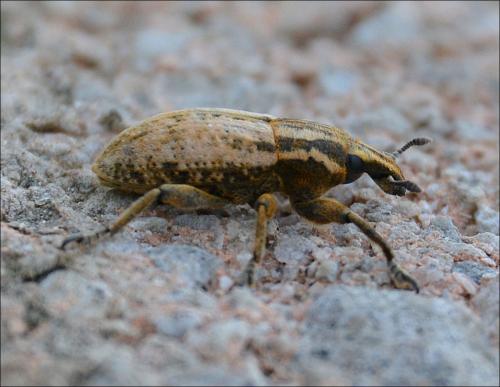 Pseudocleonus cinereus