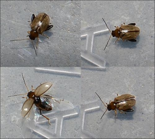 Longitarsus sp.