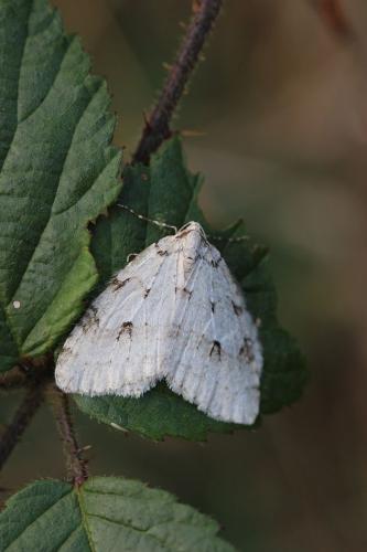 Epirrita sp.
